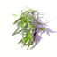 Picture of DRAGON SE 50G