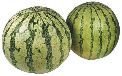 Show details for MELON VATTEN ES 18KG Picture of MELON VATTEN ES 18KG