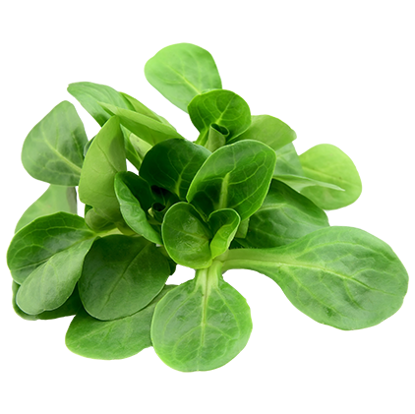Show details for FÄLTSALLAD (MACHE) FR 100G Picture of FÄLTSALLAD (MACHE) FR 100G