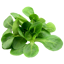 Picture of FÄLTSALLAD (MACHE) FR 100G