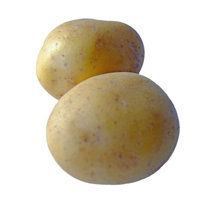 Show details for POTATIS FAST TV T40 10KG Picture of POTATIS FAST TV T40 10KG