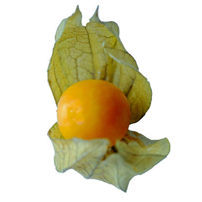 Show details for PHYSALIS CO 12X100G Picture of PHYSALIS CO 12X100G