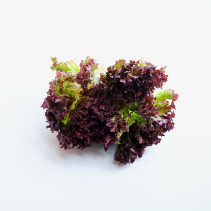 Show details for SALLAD LOLLO ROSSO NL 12ST Picture of SALLAD LOLLO ROSSO NL 12ST