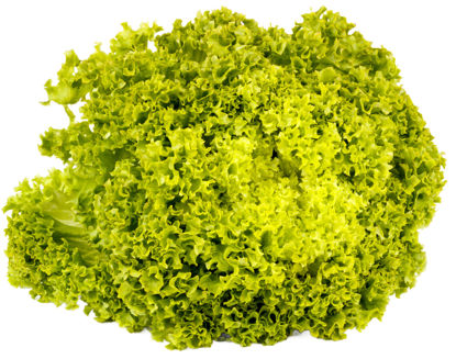 SALLAD-LOLLO-BIONDA-SE-L-8ST Picture of SALLAD LOLLO BIONDA SE L 8ST